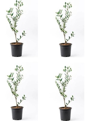 Şanal Nura Botanik Zeytin Fidanı, 4 Adet Saksılı, 50-70 Cm, 1. Kalite, Çok Yıllık