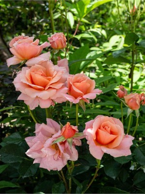 Şanal Serada Decor & Plant Aşılı Gül Fidanı, Somon Rengi, 40-65 Cm, 2 Adet Saksılı