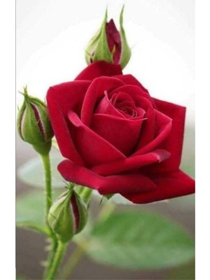Şanal Nura Botanik Yediveren Kırmızı Gül Fidanı, 23-35 Cm, Saksılı Aşılı Red Rose