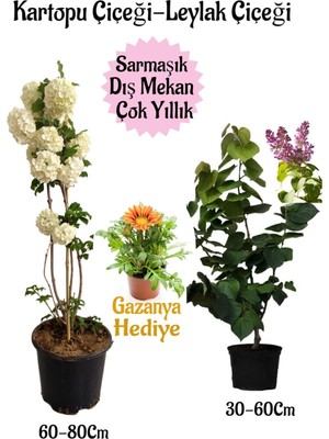 Şanal Serada Decor & Plant Kartopu Çiçeği, Kokulu Leylak, Sarı Gazanya Saksılı Bahçe Seti, Çok Renkli