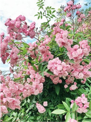 Şanal Videolu Pembe Sarmaşık Ponpon Gül Fidanı 1 Adet Dış Mekan Bitkisi 35-60 cm (Pink Climbing Rose)