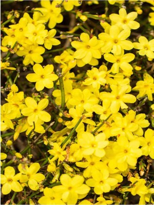 Şanal Videolu Çalı Sarı Yasemin Fidanı 1 Adet Saksılı/tüplü 40-60 cm (Jasminum Nudiflorum)