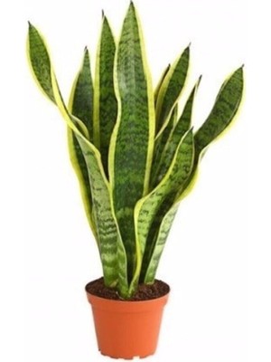 Şanal Nura Botanik Sarılı Paşa Kılıcı Çiçeği Fidanı, 40-55 Cm, Saksılı, Sansevieria Trifasciata