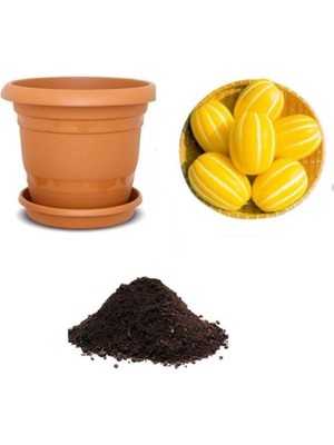 Şanal Gardenbox Nadir Kore Kavunu Tohumu, 10 Adet Ekim Seti, Toprak ve Saksı Dahil