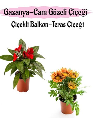 Şanal Gardenbox Kırmızı Cam Güzeli ve Turuncu Sarı Gazanya Çiçeği Saksılı Set, 10-20 cm