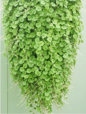 Şanal Nura Botanik Zemin Örtücü Fare Kulağı, Dichondra Repens Saksılı, 10-20CM, Yeşil