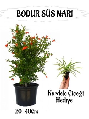 Şanal Nura Botanik Bodur Süs Narı Fidanı Saksılı, 20-40 Cm, Kurdele Çiçeği Hediyeli Bahçe Peyzaj Seti