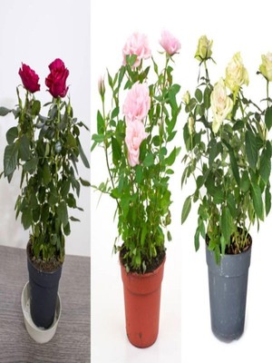 Şanal Nura Botanik Beyaz Pembe Narçiçeği Gül Fidanı, 30-60 Cm, 3 Adet Saksılı Set
