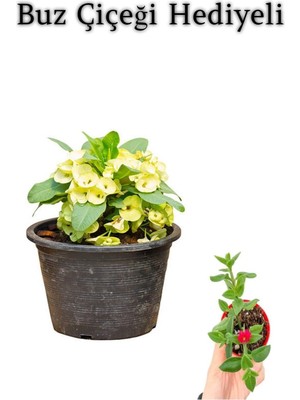 Şanal Gardenbox Sarı Çiçekli Milli Dikenler Tacı Kaktüs, Buz Çiçeği Hediyeli