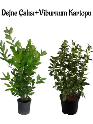 Şanal Serada Decor & Plant Kokulu Defne Çalısı Fidanı + Viburnum Kartopu Çiçeği 2'li Set Saksılı Bahçe Bitkisi