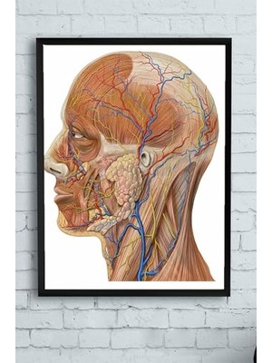aklow akyoleticaret (PSTER10256) Biyoloji Eğitim Çerçeveli Tablo (50X70 Cm)