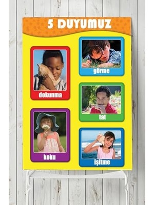 aklow akyoleticaret (PSTER2274) 5 Duyu Organı Eğitim Posteri (80X115 Cm)