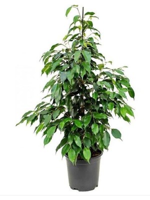 Şanal Bitkim Sende Ficus Benjamina Danielle Benjamin Bitkisi, 90 Cm, Yeşil