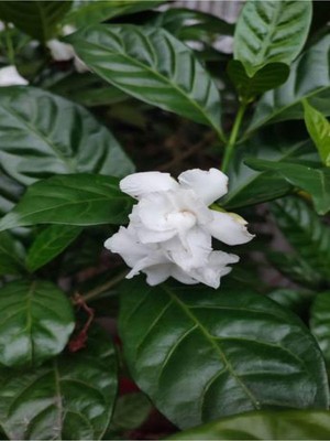 Şanal Nura Botanik Beyaz Gardenya Çiçeği Bitkisi, 30-45 cm Saksılı, Kokulu Gardenia Flower
