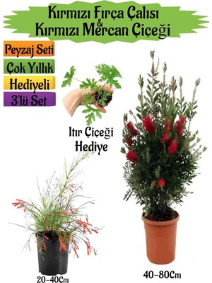 Şanal Gardenbox Kırmızı Fırça Çalısı, Kırmızı Mercan Çiçeği, Itır Çiçeği Hediyeli Peyzaj Seti, Çok Renkli