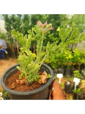 Şanal Gardenbox Gül Damlası Itır Çiçeği, 10-20 Cm, Saksıda