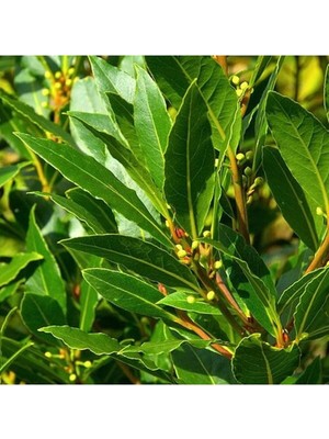 Şanal Serada Decor & Plant Defne Fidanı 'laurus Nobilis', 3 Yaş, 50-60CM Boy, Çok Renkli