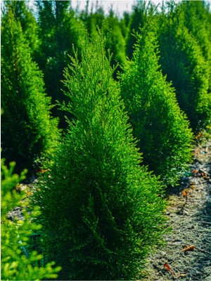 Şanal Nura Botanik Limon Çamı Limoni Servi, 70-80 Cm, 1 Adet Saksılı Dış Mekan Bitkisi, Cupressus Macrocarpa