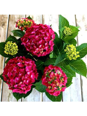 Şanal Serada Decor & Plant Kırmızı Ortanca Çiçeği Fidanı, 30-60 Cm, Saksılı, Hydrangea