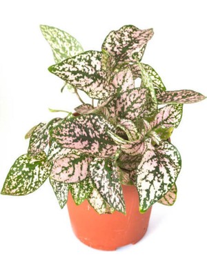 Şanal Nura Botanik Pembe Renk Çilli Yapraklı Hostes Çiçeği (Pink Hypoestes)