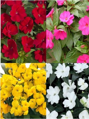Şanal Gardenbox 2'li Karışık Renk Ithal Cam Güzeli Çiçeği, 15-25 cm Tüplü Çiçekli Bodur Bitkiler