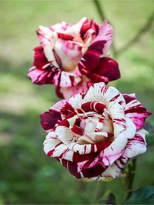 Şanal Gardenbox Wizard Rose Saksılı Aşılı Gül, Rengarenk Kokulu, 30-60 Cm, 1 Adet