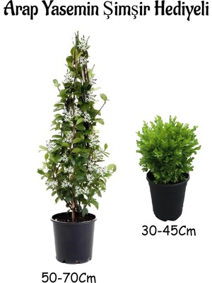Şanal Bitkim Sende Mis Kokulu Arap Yasemin Çiçeği Fidanı, Saksılı, Dış Mekan Bitkileri, 50-70 cm