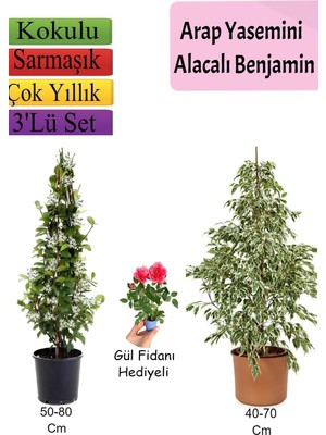 Şanal Nura Botanik Beyaz Alacalı Benjamin Bitkisi, Arap Yasemini, Gül Fidanı Hediyeli, 3'lü Set