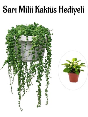 Şanal Gardenbox Bezelya Çiçeği Bitkisi, Sarı Milli Hediyeli, Tespih Boncuklu