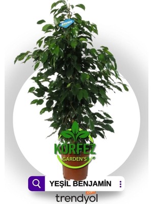 Şanal Serada Decor & Plant Ficus Benjamin Yeşil Yapraklı Canlı Ev ve Ofis Bitkisi, 80 cm Yükseklik