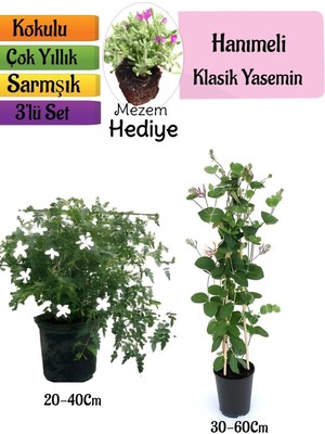 Şanal Nura Botanik Klasik Kokulu Yasemin, Kokulu Hanımeli Çiçeği, Mezem Çiçeği 3'lü Peyzaj Seti