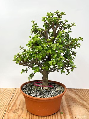 Şanal Serada Decor & Plant Yeşim Çiçeği Saksılı, 15-30 Cm, Portulacaria Afra, 1 Adet