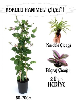 Şanal Bitkim Sende Mis Kokulu Hanımeli Çiçeği 1 Adet, Kurdele Çiçeği ve Telgraf Çiçeği Hediye, 50-70 cm