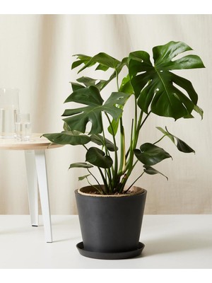 Şanal Bitkim Sende Monstera Deliciosa Deve Tabanı, 60-80 Cm, Orta Boy