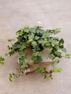 Şanal Gardenbox Dekoratif Kaya Sarmaşığı, 40-60 Cm, Formlu ve Canlı Hedera Helix
