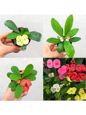 Şanal Nura Botanik Mini 3'lü Karışık Milli Dikenler Tacı Çiçeği Fidanı, 5-15CM Saksılı, Çiçekli Bodur Euphorbia