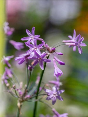 Şanal Gardenbox Sosyete Sarımsağı Çiçeği, 40-50 Cm, Tulbaghia Violacea, Tüplü Çiçekli Bodur Bitki
