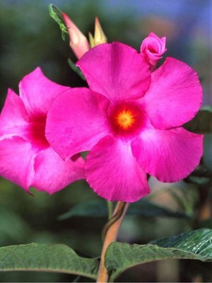 Şanal Serada Decor & Plant Pembe Mandavilla Sarmaşığı Çiçeği, 40-60 Cm, Tüplü, Iç Mekan Bitkileri