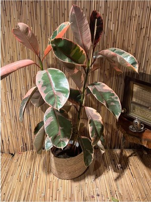 Şanal Bitkim Sende Ficus Elastica Belize Alacalı Kauçuk Bitkisi, Tek Gövde, 70-80 cm Boy