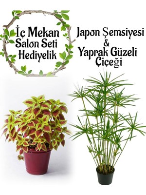 Şanal Gardenbox Japon Şemsiyesi 40-60CM Saksılı + Yaprak Güzeli Çiçeği Saksılı, Set