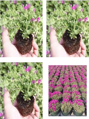 Şanal Nura Botanik Acem Halısı Mezarlık Kabir Çiçeği, 10-15 cm Tüplü, 25 Adet, Çok Renkli, Persian Shield