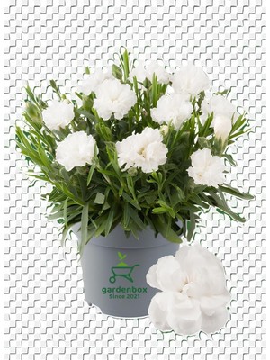Şanal Nura Botanik Bodur Karanfil Çiçeği Beyaz Renk 15-25CM Saksılı