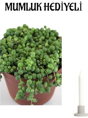 Şanal Gardenbox Tespih-Boncuk Çiçeği Mumluk Hediyeli Ofis Bitkisi, Sevgililer Günü Özel