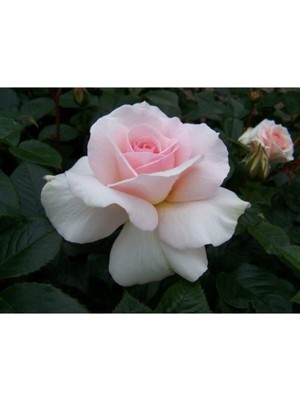 Şanal Nura Botanik Saksılı Yediveren Pembe Beyaz Sarmaşık Ponpon Gül Fidanı, 15-25 cm
