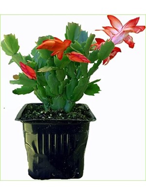 Şanal Nura Botanik Çok Avantajlı Yılbaşı Çiçeği, Saksılı, Kırmızı-Pembe