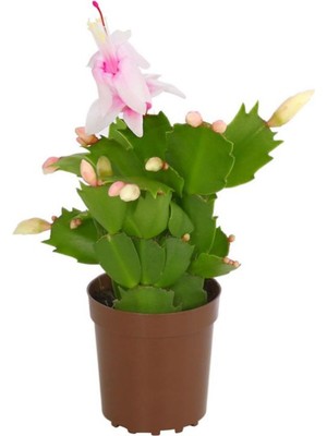 Şanal Nura Botanik Yılbaşı Kaktüsü Beyaz Schlumbergera, 10-15CM, Saksılı