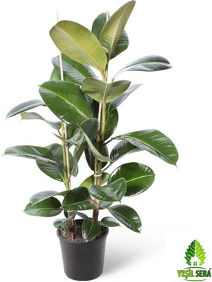 Şanal Gardenbox Kauçuk Bitkisi Ikili, 80-90 Cm, Yeşil