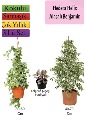 Şanal Nura Botanik Alacalı Beyaz Benjamin Bitkisi, Hedera Helix Sarmaşığı, Telgraf Çiçeği, 3'lü Set