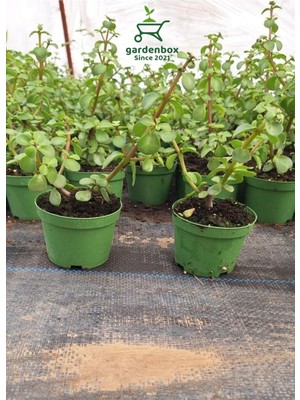 Şanal Gardenbox Dekoratif Canlı Bitki Yeşim Çiçeği, 8.5 Saksıda, 10-15 cm