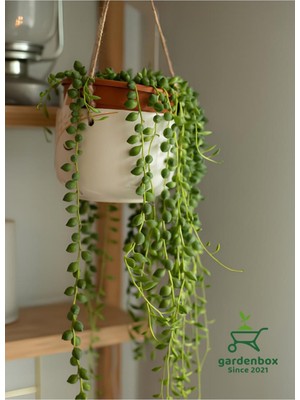 Şanal Nura Botanik Inci Tanesi Tespih Çiçeği Makrome Saksılı 20-30 Cm, Senecio Rowleyanus